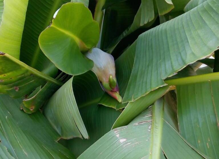 اتاق استاندارد با چشم‌انداز دریا, Farmhill