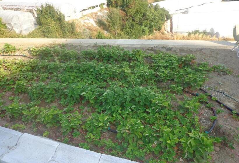 اتاق استاندارد با بالکن و چشم‌انداز دریا, Farmhill