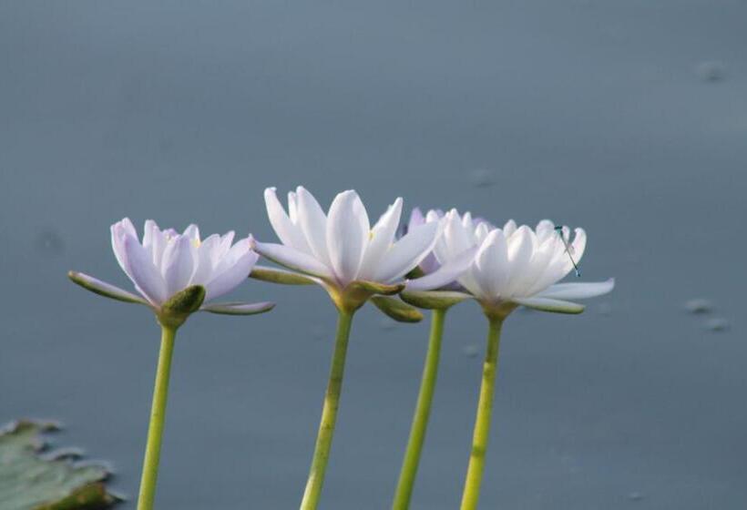 带共用浴室的标准房间, Corroboree Park Tavern