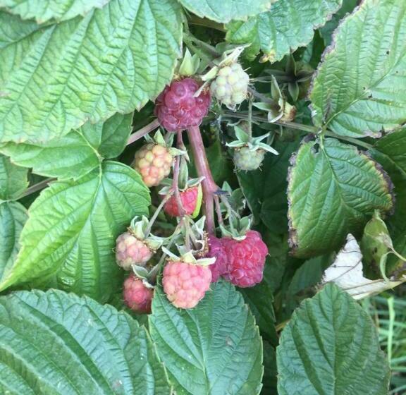 منزل غرفة نوم واحدة, Villa Dolne Saliby