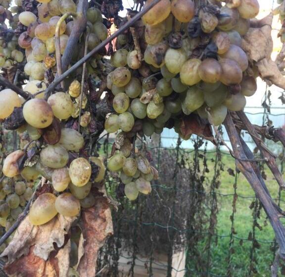 منزل غرفة نوم واحدة, Villa Dolne Saliby