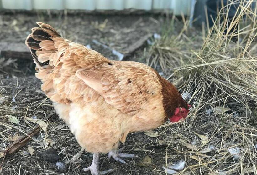 Casa 2 Dormitórios, Cockburn Retreat Home 柏斯悠閒民宿