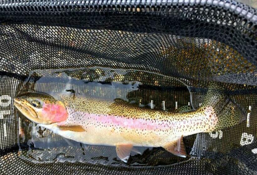 חדר סטנדרט עם מרפסת, Dream Drift Motel