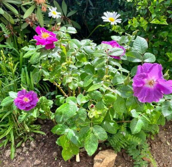 סטודיו משפחתי, Le Mas De Retheuil