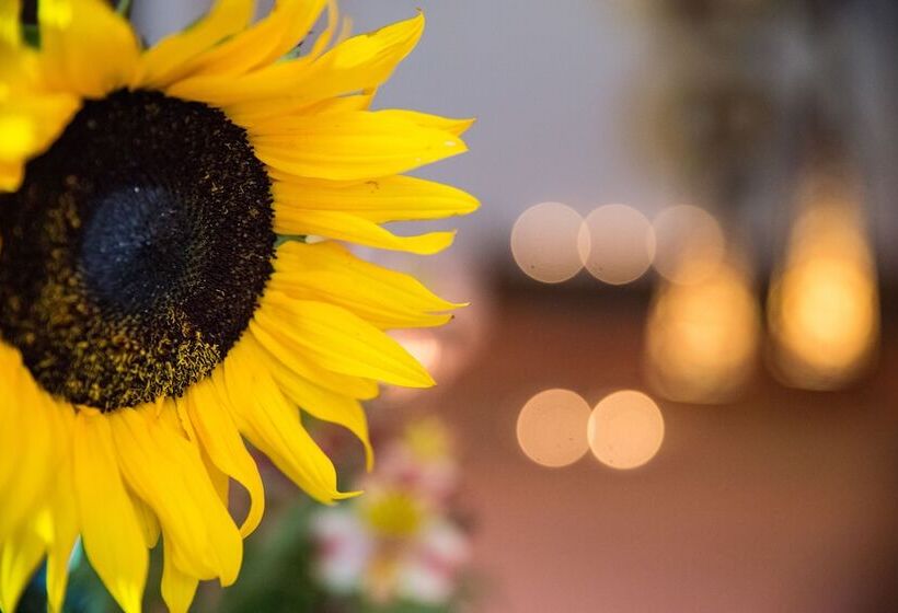 חדר סופריור, La Casona