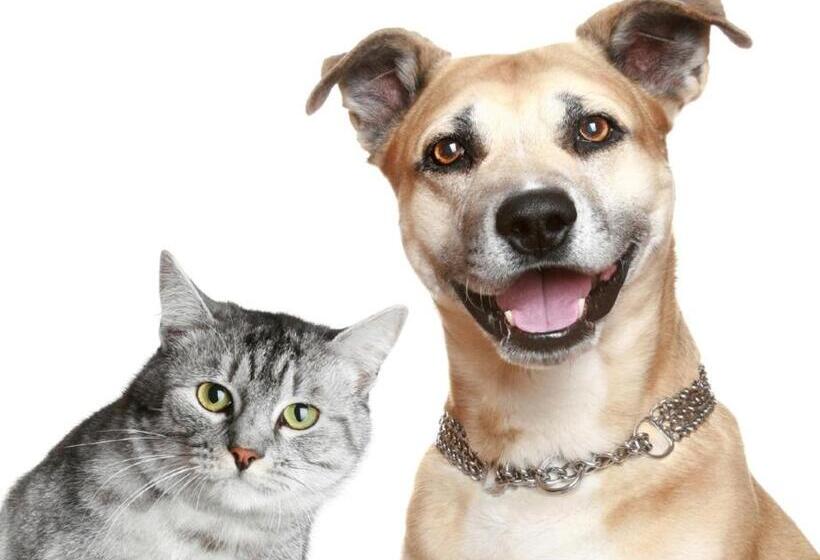 带大床的标准间, Bakken Airport Xwa Hotel & Studios