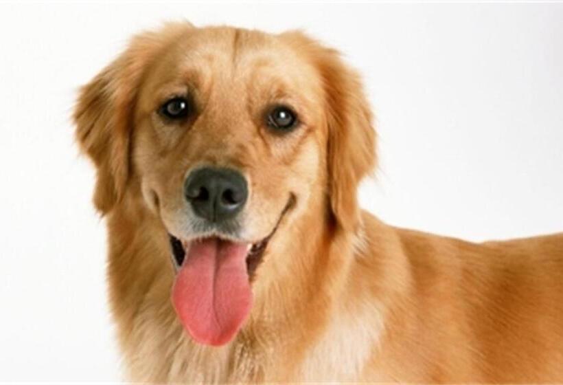 标准间, Bakken Airport Xwa Hotel & Studios