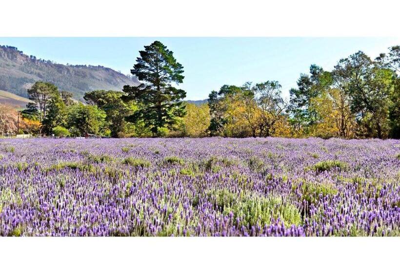 Sviitti, Lavender Farm Guest House