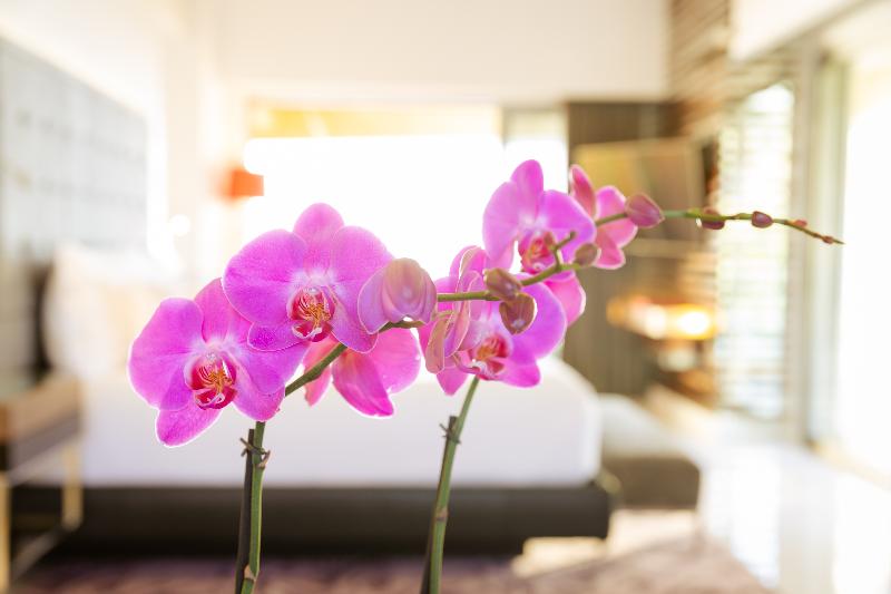 套房, Mousai Puerto Vallarta Adults Only