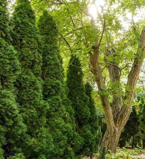 استودیوی استاندارد, Apartamenty L11, Limanowskiego