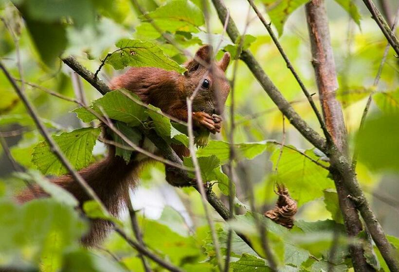 منزل غرفة نوم واحدة, Grenlanda