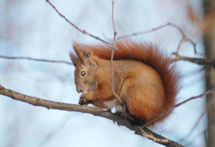 منزل غرفة نوم واحدة, Grenlanda