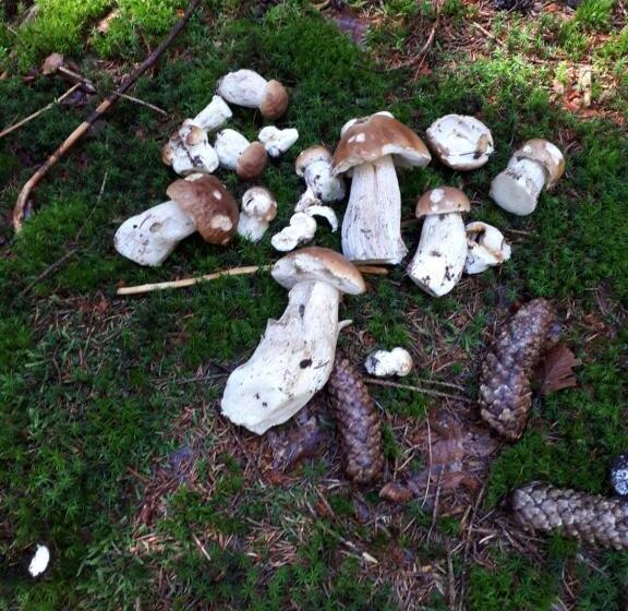 ベーシックルーム, Agal Zieleniec