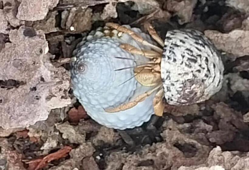 غرفة ديلوكس, Mi Casa Es Tu Casa Glamping