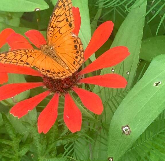 غرفة قياسية, Mi Casa Es Tu Casa Glamping