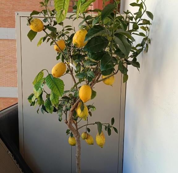 اتاق استاندارد, Firenzebella