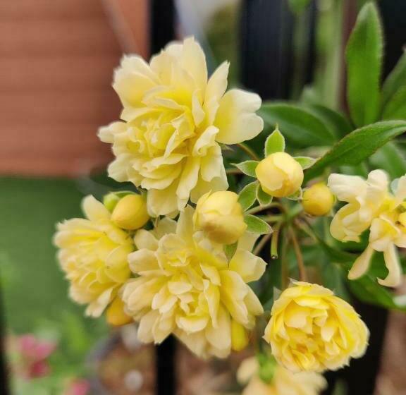 Dört Kişilik Standart Oda, The Soul Stroll Cottages Retreat