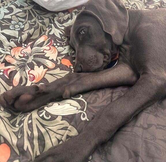 スーペリアールーム, Manor Inn Galmpton