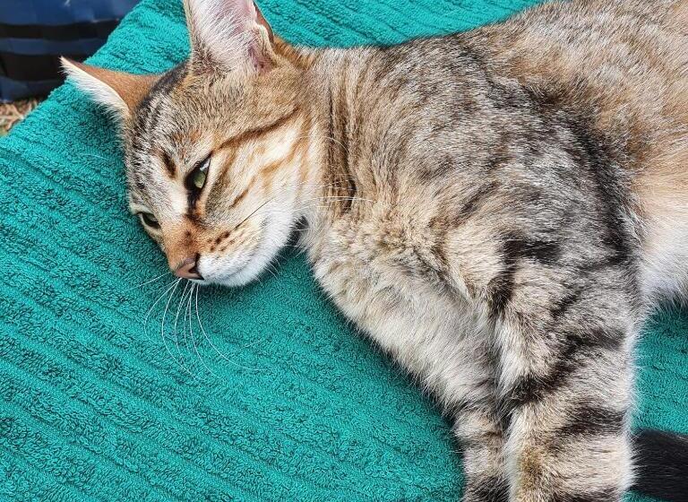 Номер Стандарт Вид на Сад, Chambre D Hôte à La Maison Du Petit Bois 4 étoiles