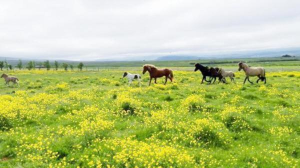 اتاق استاندارد با چشمانداز کوهستان, Flugumýri 2