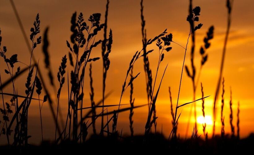 جناح, Castle In The Country