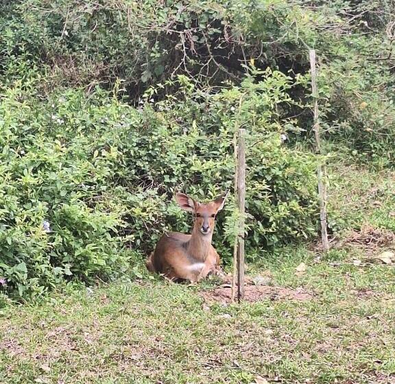 חדר סטנדרט מותאם לאדם עם מוגבלויות, Leopard Corner Lodge