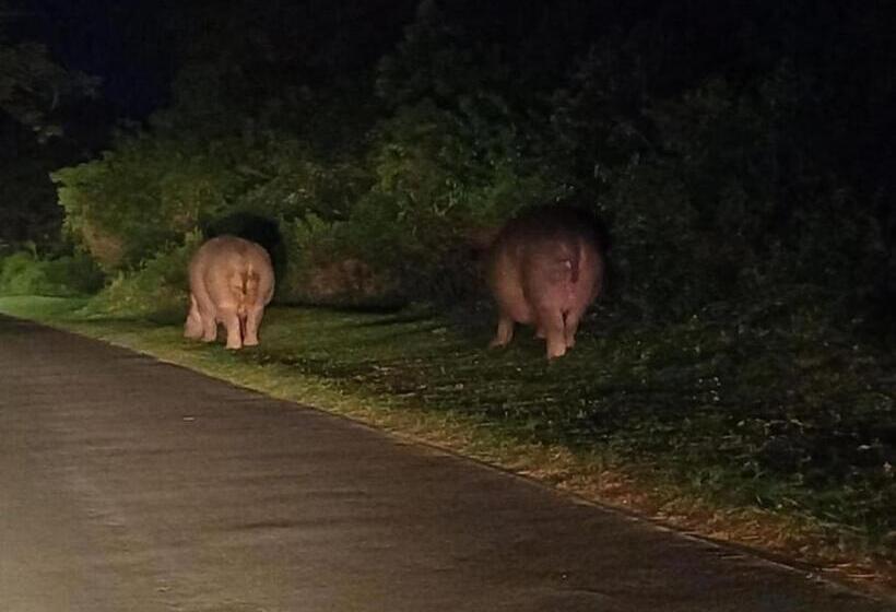 חדר משפחתי, Leopard Corner Lodge