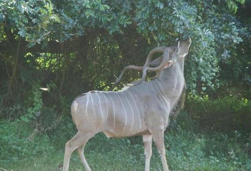 חדר משפחתי, Leopard Corner Lodge