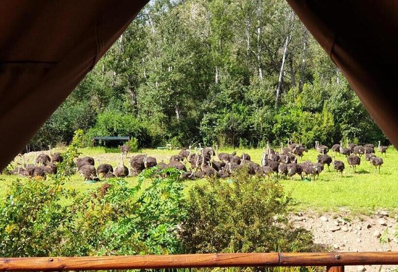 سوییت خانوادگی, Old Mill Lodge, Seasonal Working Ostrich Farm & Restaurant, Oudtshoorn