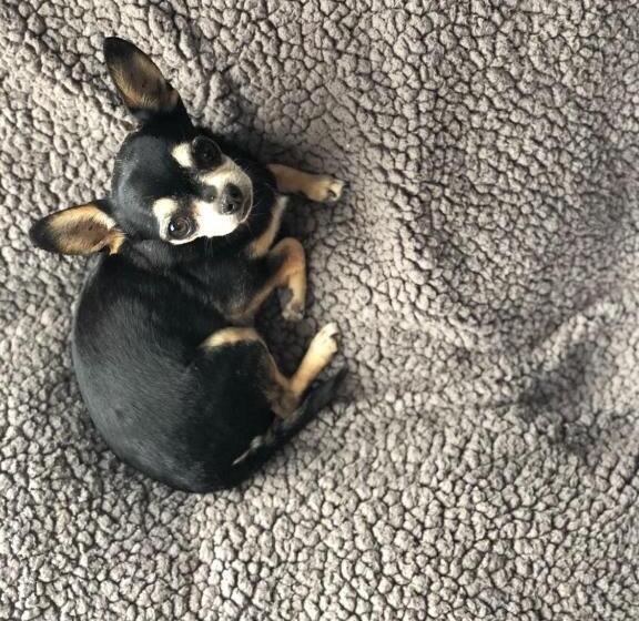 스탠다드 룸 더블 침대 2개, Helverica