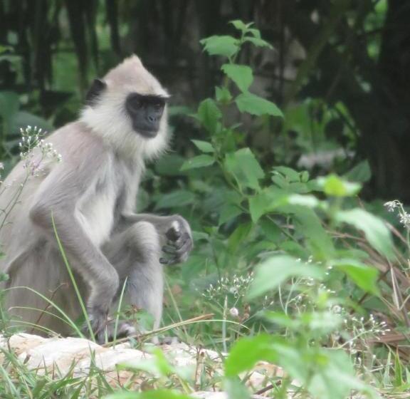 غرفة ديلوكس ثلاثية مطلة على البحر, Beach Lagoon Guesthouse