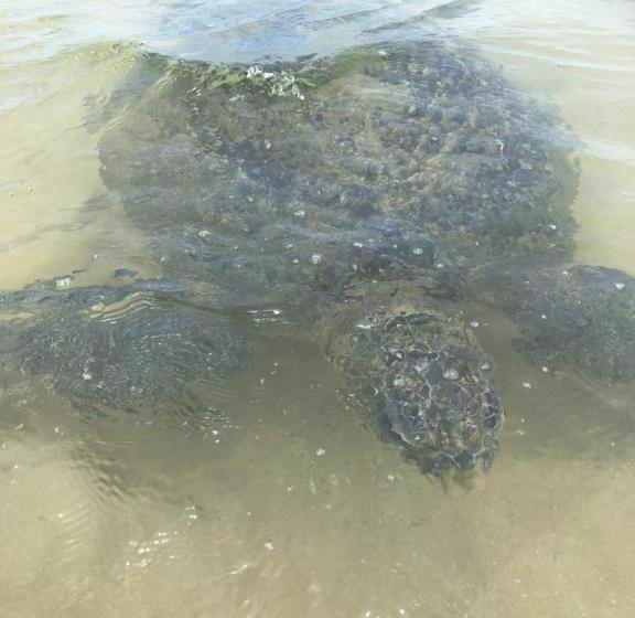 غرفة ديلوكس ثلاثية مطلة على البحر, Beach Lagoon Guesthouse