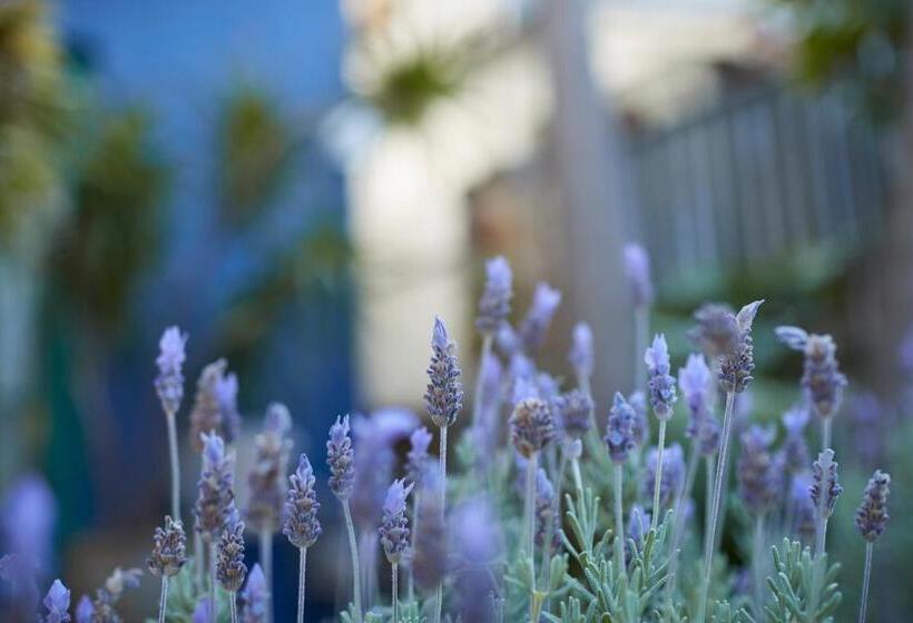 سوئیت با چشم‌انداز, Bondi Beach House