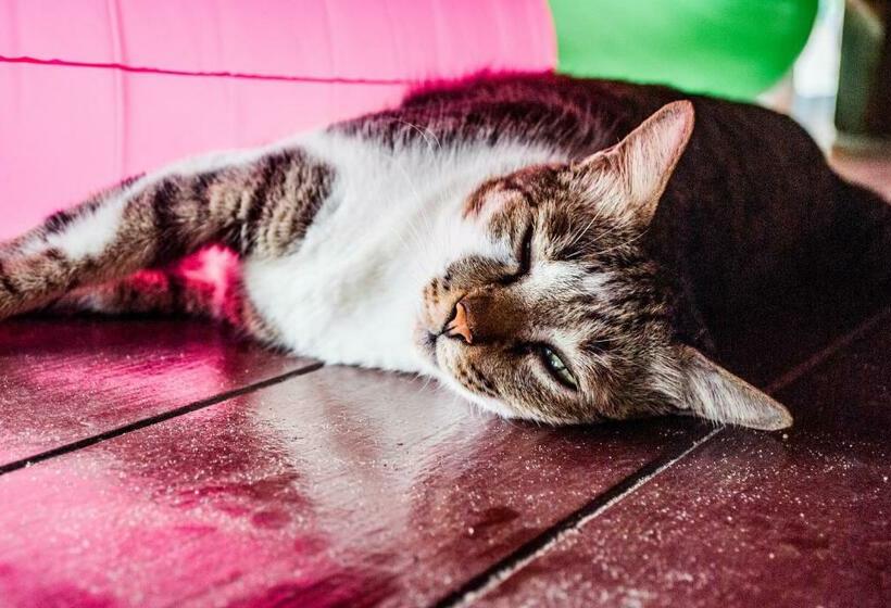 חדר לארבעה סטנדרטי עם מרפסת, Bb Dorm Koh Kood