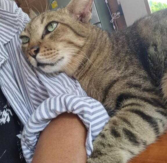 غرفة قياسية رباعية مطلة على البحر, Hello Sichang Bungalow