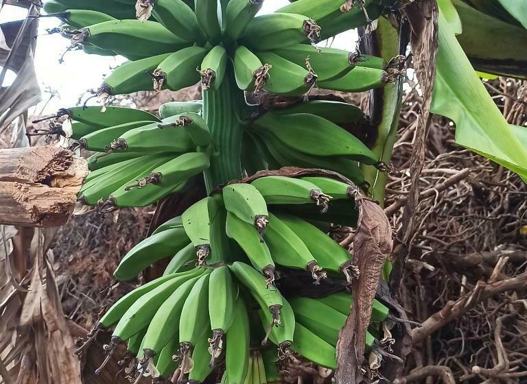 اتاق خانوادگی, Jc Iten Guest House