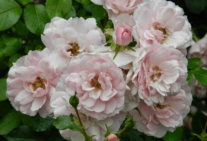 آپارتمان 2 خوابه, Saare Manor Guesthouse