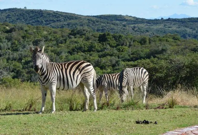 Standard Tent, Jbay Zebra Lodge