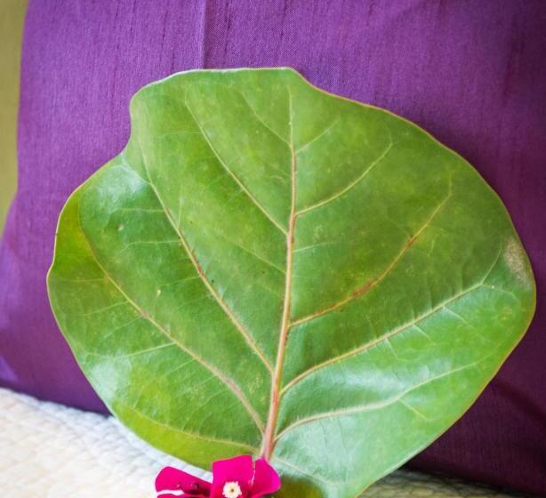 اتاق استاندارد, L Imperatrice