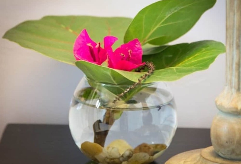 اتاق راحتی, L Imperatrice