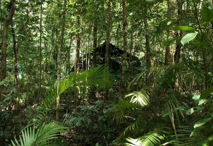 バス共有のスタンダードルーム, Daintree Crocodylus