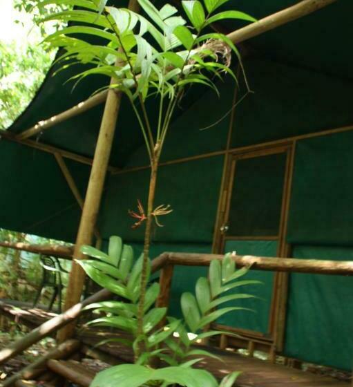 Номер Стандарт Совместная Ванная, Daintree Crocodylus