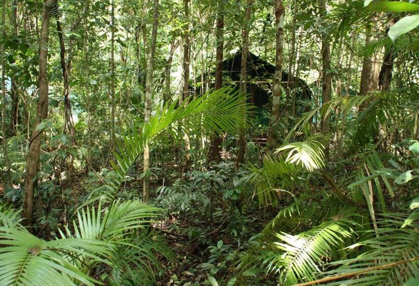 Хижина, Daintree Crocodylus