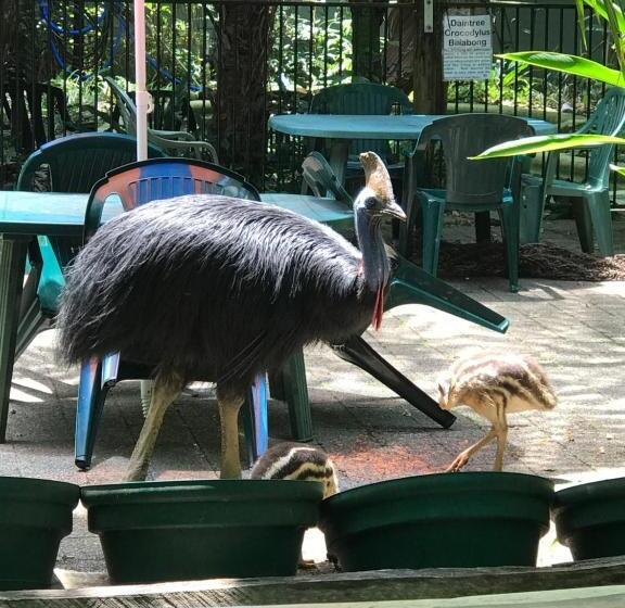 Бунгало Стандарт, Daintree Crocodylus
