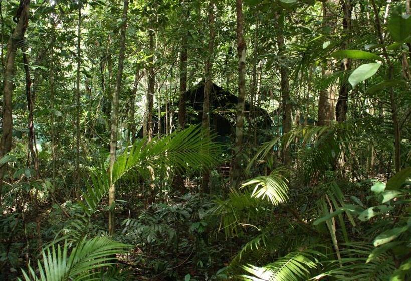 Хижина, Daintree Crocodylus