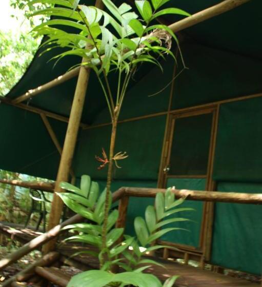 Бунгало Стандарт, Daintree Crocodylus