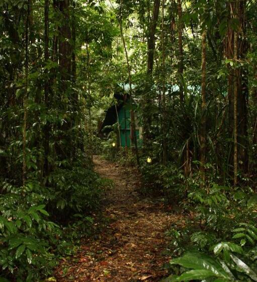 Бунгало Стандарт, Daintree Crocodylus