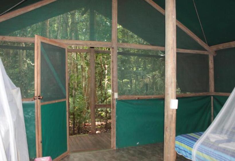 Бунгало Стандарт, Daintree Crocodylus