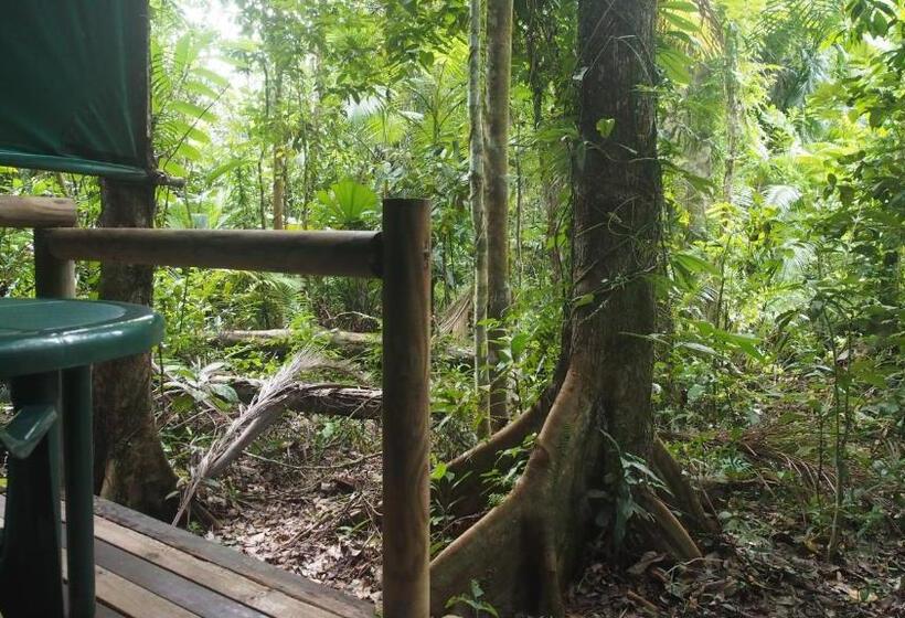 Family Suite, Daintree Crocodylus