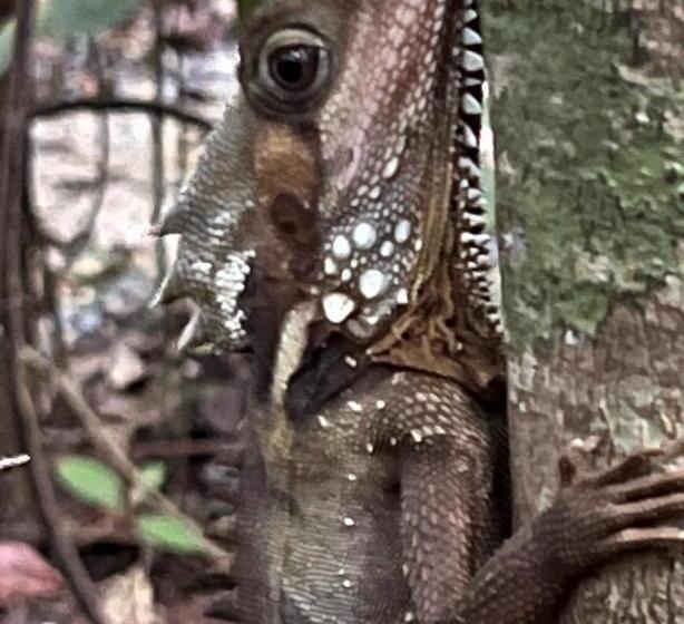 Номер Стандарт Совместная Ванная, Daintree Crocodylus